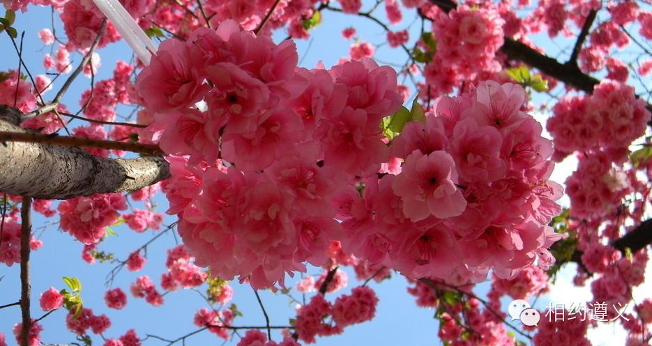牡丹樱花图片及价格