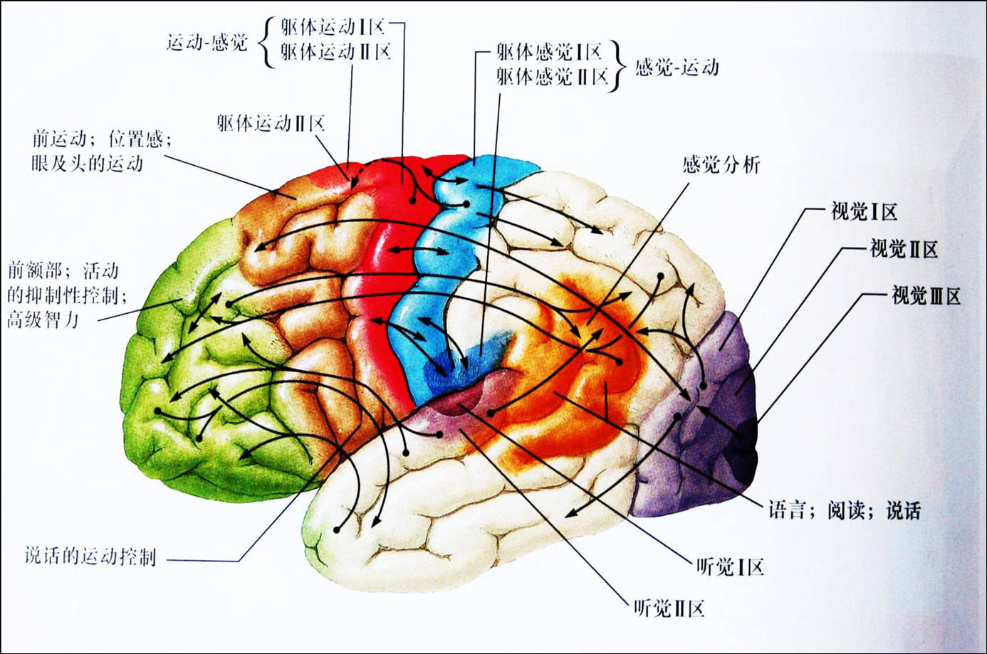 人脑结构图和部位名称图片