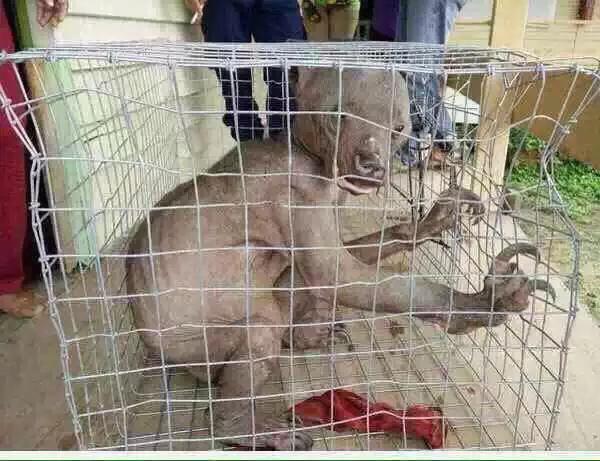 觉得这玩意是传说中的"水鬼",其又名水狗,水猴,有些地方又称之定风猴!