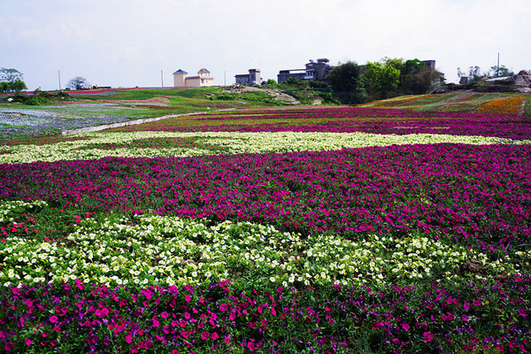 合川云门花海图片