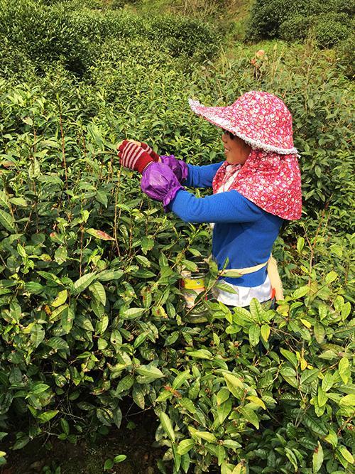 金骏眉茶树图片大全图片