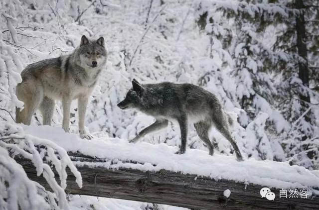 草原狼,又叫蒙古狼,也是灰狼的一种,它适应环境能力相当强,无论酷暑