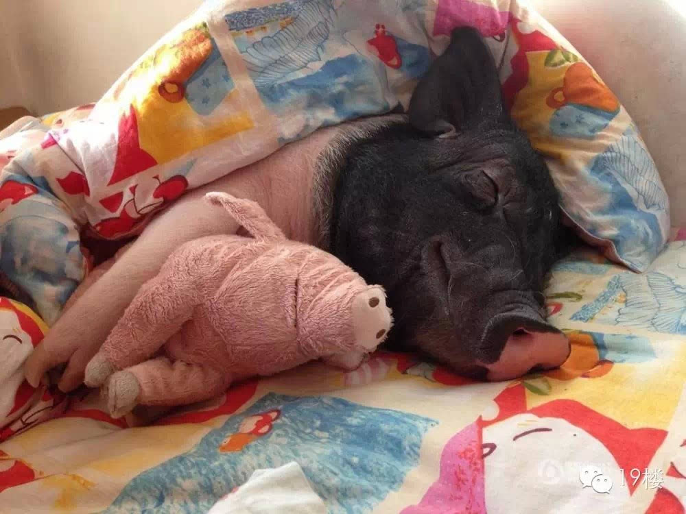 美女养170斤宠物猪每天抱着一起睡觉