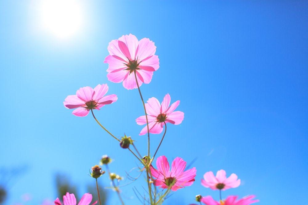 丽江白沙古镇艳遇最美的格桑花之美景