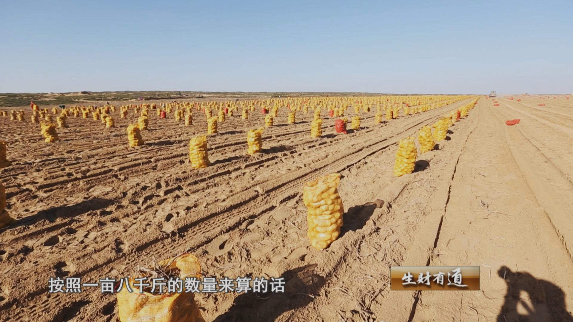 成为网络名人土豆姐姐冯小燕,成为中国好土豆的代表和化身