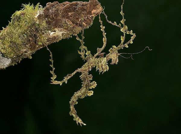 ▼幻化成苔蘚的竹節蟲猶如二戰期間的戰鬥機,果蠅goniurellia tridens