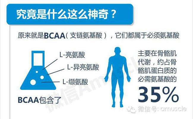 支链氨基酸的作用图片