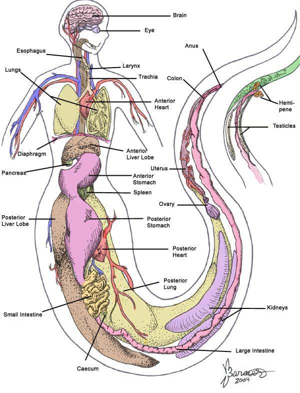 蜥蜴内脏位置结构图图片