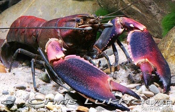 印尼小龙虾外壳犹如宇宙星云中文名为粉红珊瑚鳌虾