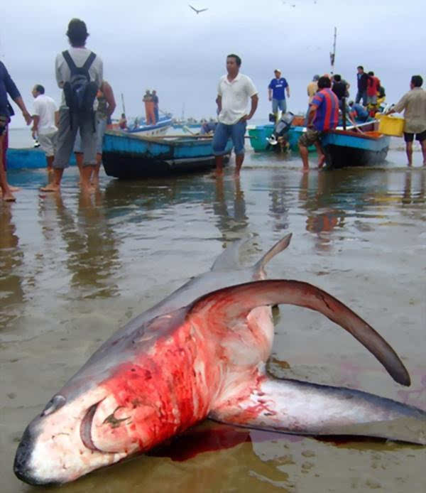 血腥!意大利摄影师实录鲨鱼被活体割取鱼翅场面 人类太残忍
