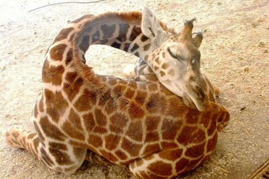 长颈鹿睡觉的姿势图片