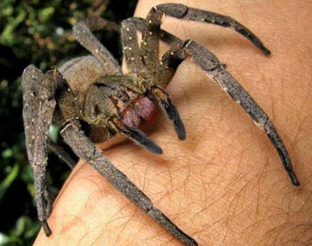 重口味科普世界上最大的蜘蛛有多凶猛捕鸟擒老鼠吃兔子咬人
