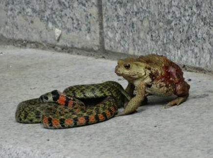 癞蛤蟆大战青蛇 受伤后以弱胜强