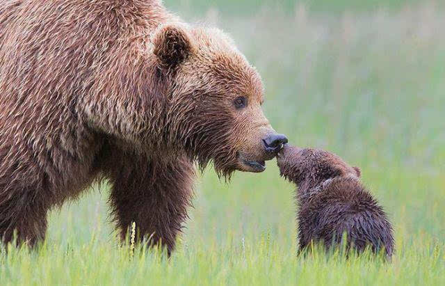 溫暖動人25張動物萌寶寶和媽媽在一起的瞬間