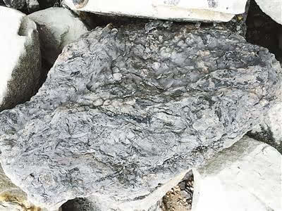 北碚发现二叠纪木化石比恐龙至少早5000万年