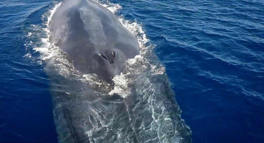 摄影师捕捉到蓝鲸哺育幼仔罕见镜头