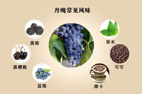 3,丹魄佳美(gamay)是法国博若莱(beaujolais)产区最出名的酿酒葡萄,能