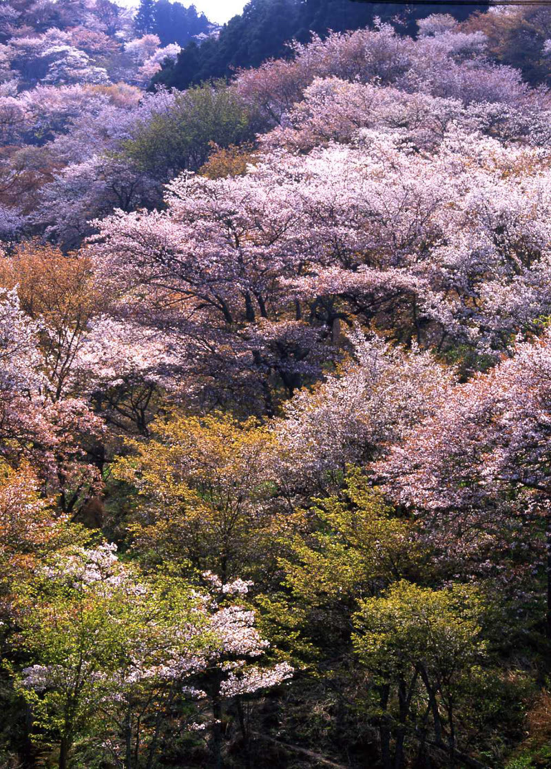 日本奈良吉野山,3万棵樱花树同时盛开