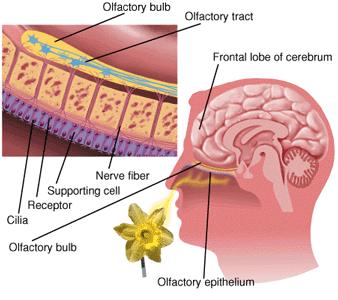 嗅覺信息是唯一不需經過丘腦直接到達大腦皮層的感官,因此它很特別