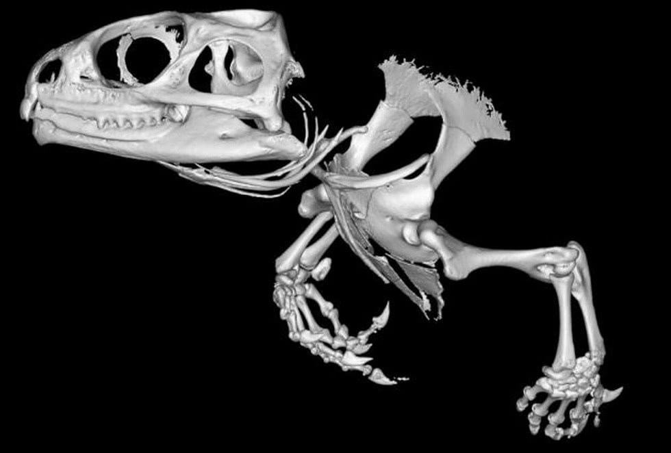 鬃狮蜥蜴头骨标本图片