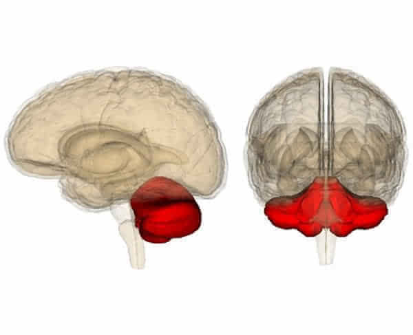 小脑神经元的数量为什么比大脑皮质还要多?
