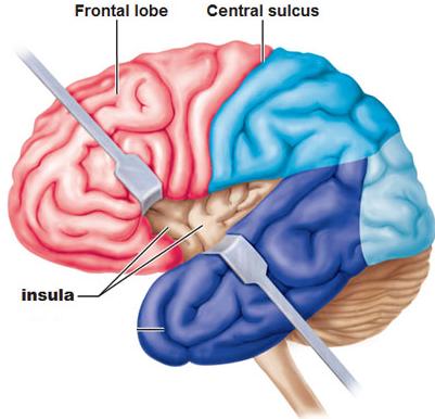 orbitofrontal cortex)而处理嗅觉的直接相关区域在于嗅球(olfactory