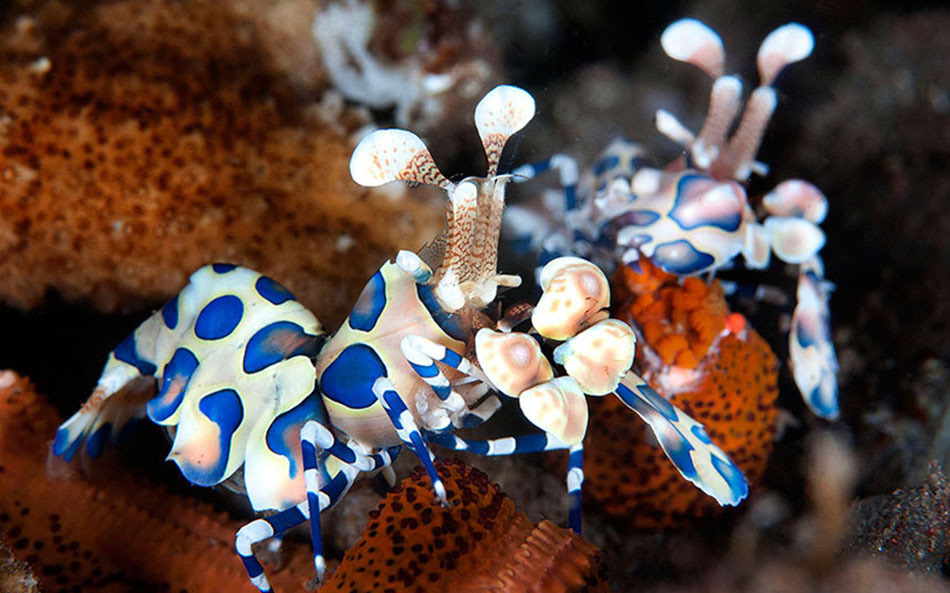 里海生物图片