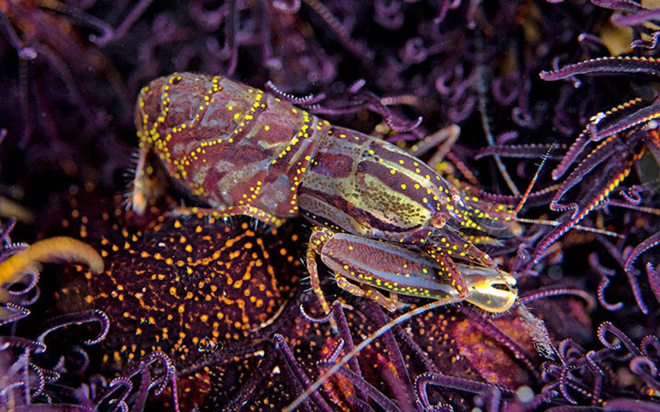 一只枪虾身上布满黄色斑点一只鲜红色的海兔螺藏身于柔软的珊瑚丛中