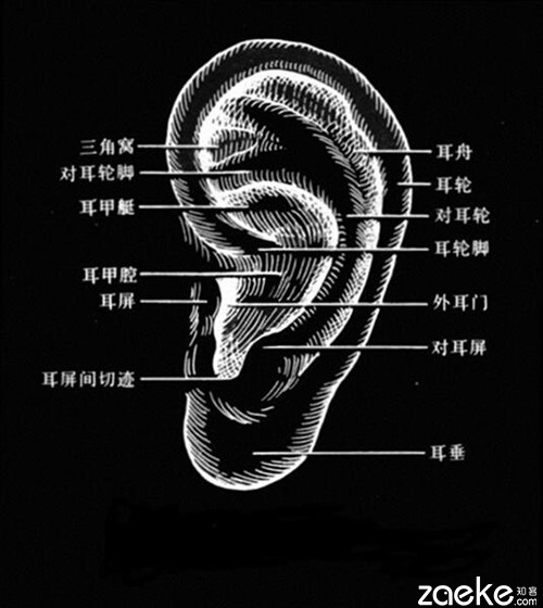 耳朵结构如图首先,我们要知道耳朵的结构