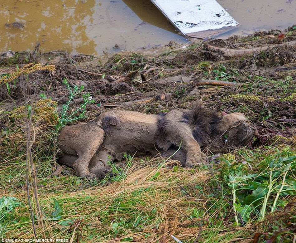 死亡的老虎人们在收集洪水中死去动物的尸体,包括被人打死的
