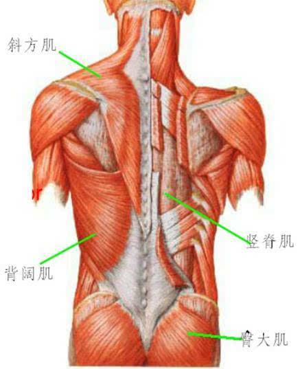 腰背肌位置图片