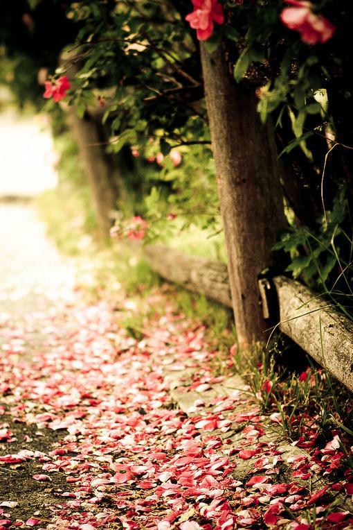 唯美小清新森系美女绿色意境美图