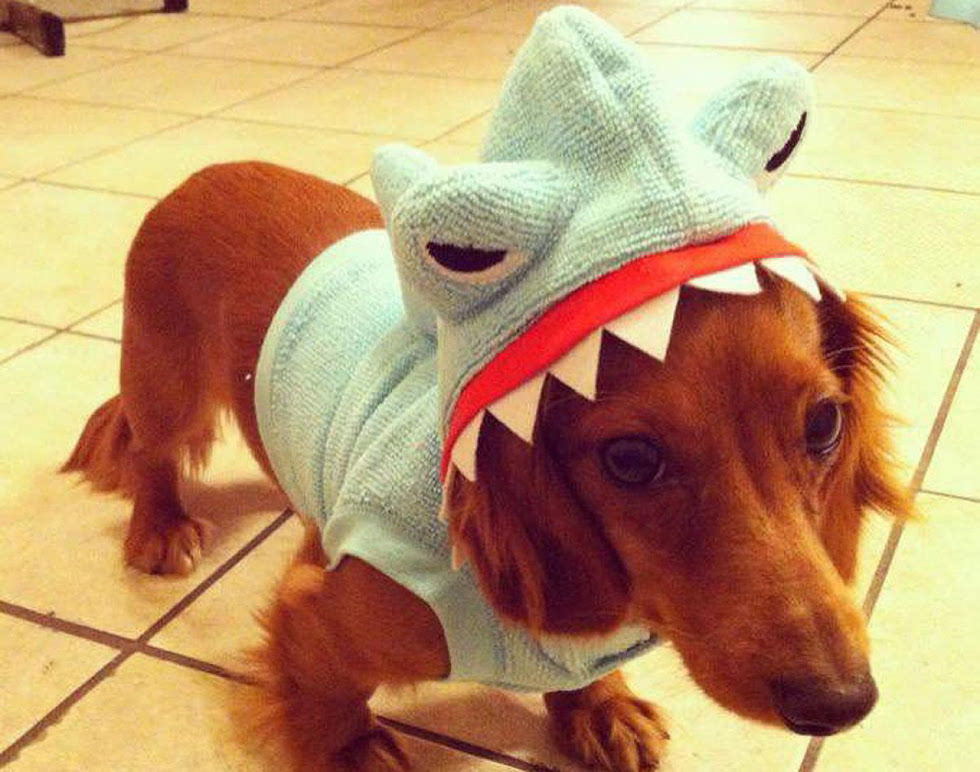 狗狗跟鲨鱼自拍头像图片