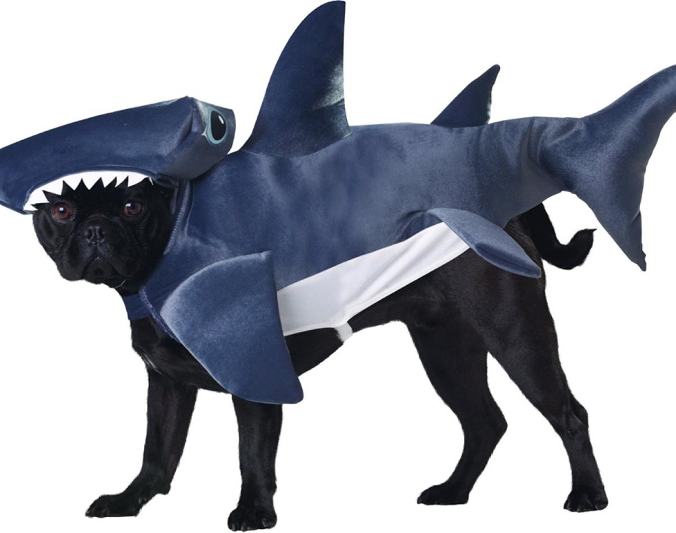 狗和鲨鱼张大嘴巴图片图片