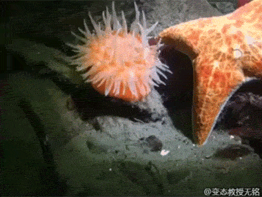 海葵是这样移动的