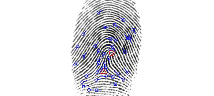 图片说明:指纹上突出的微小凸点可以用来识别和匹配指纹