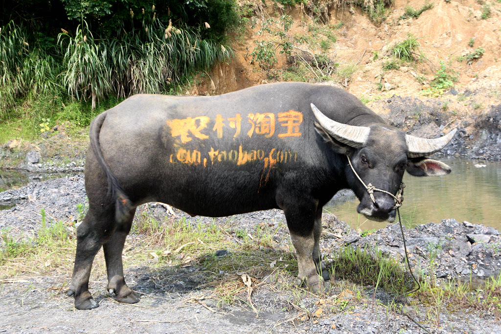 广东水牛养殖图片