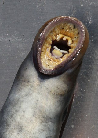 巨型七鳃鳗吃人 恐怖图片