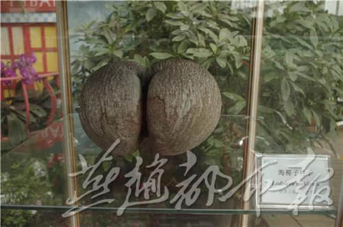 世界最大种子惊现石家庄 西瓜大小10年成熟图