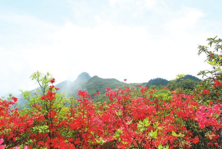 阳春三月,青原区青东公路两旁的油菜花竞相开放,吸引不少游客前来采风