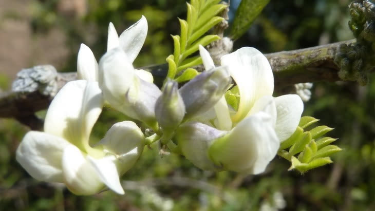 【来源】豆科槐属植物白刺花sophora viciifolia ha