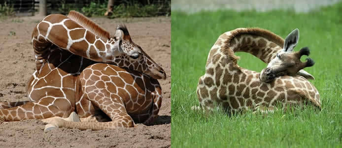长颈鹿睡觉的姿势图片图片