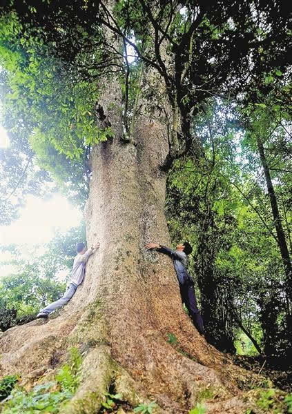 酉阳发现金丝楠木群 最大树龄600岁需6人合围图