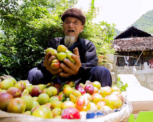 凌云:牛心李新鲜上市 质优价扬俏市场