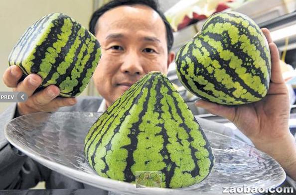 奇形西瓜受日本人喜爱 价格昂贵可作装饰品图