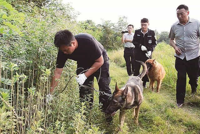 警犬参与搜捕