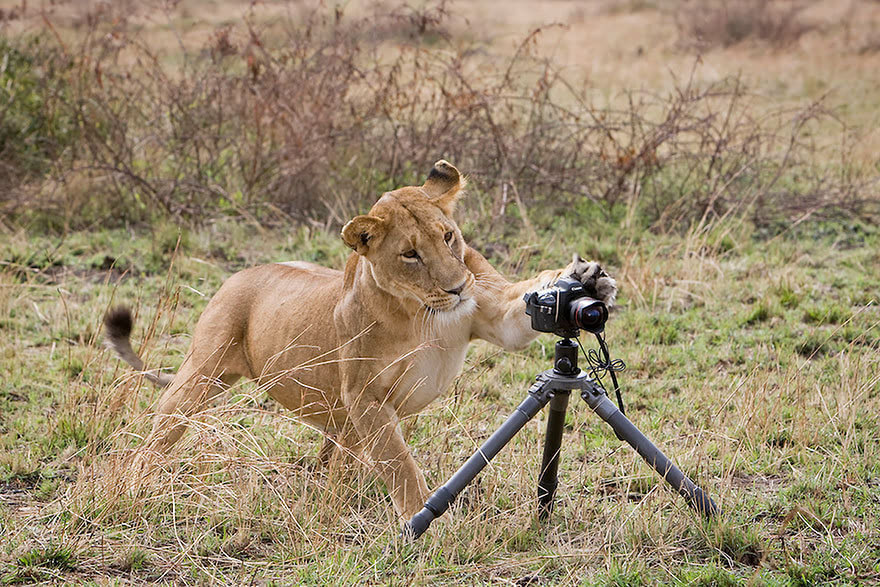 动物拿相机图片