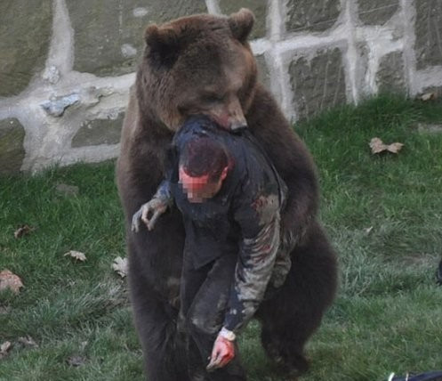 熊伤人事件图片