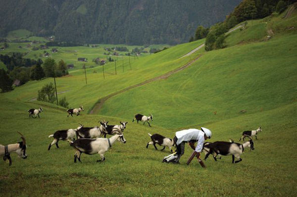 男子戴假肢像山羊般跳跃奔跑在阿尔卑斯山与山羊一起生活