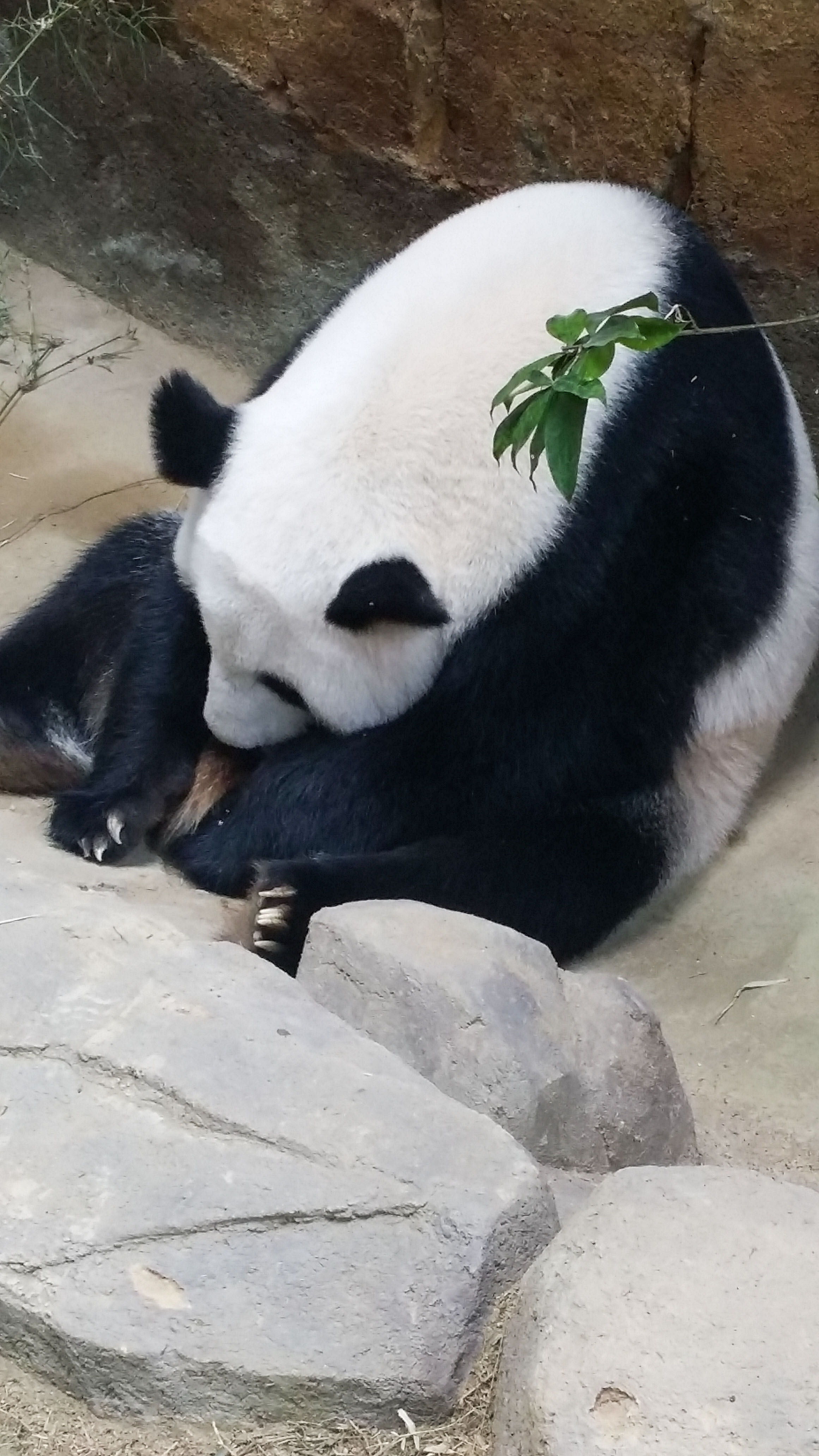 新生熊猫宝宝在马来西亚亮相